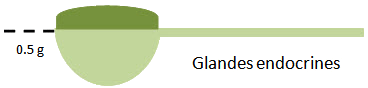 endocrine-cuillère endocrine-cuillère
