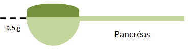 pancreas-cuillère pancreas-cuillère